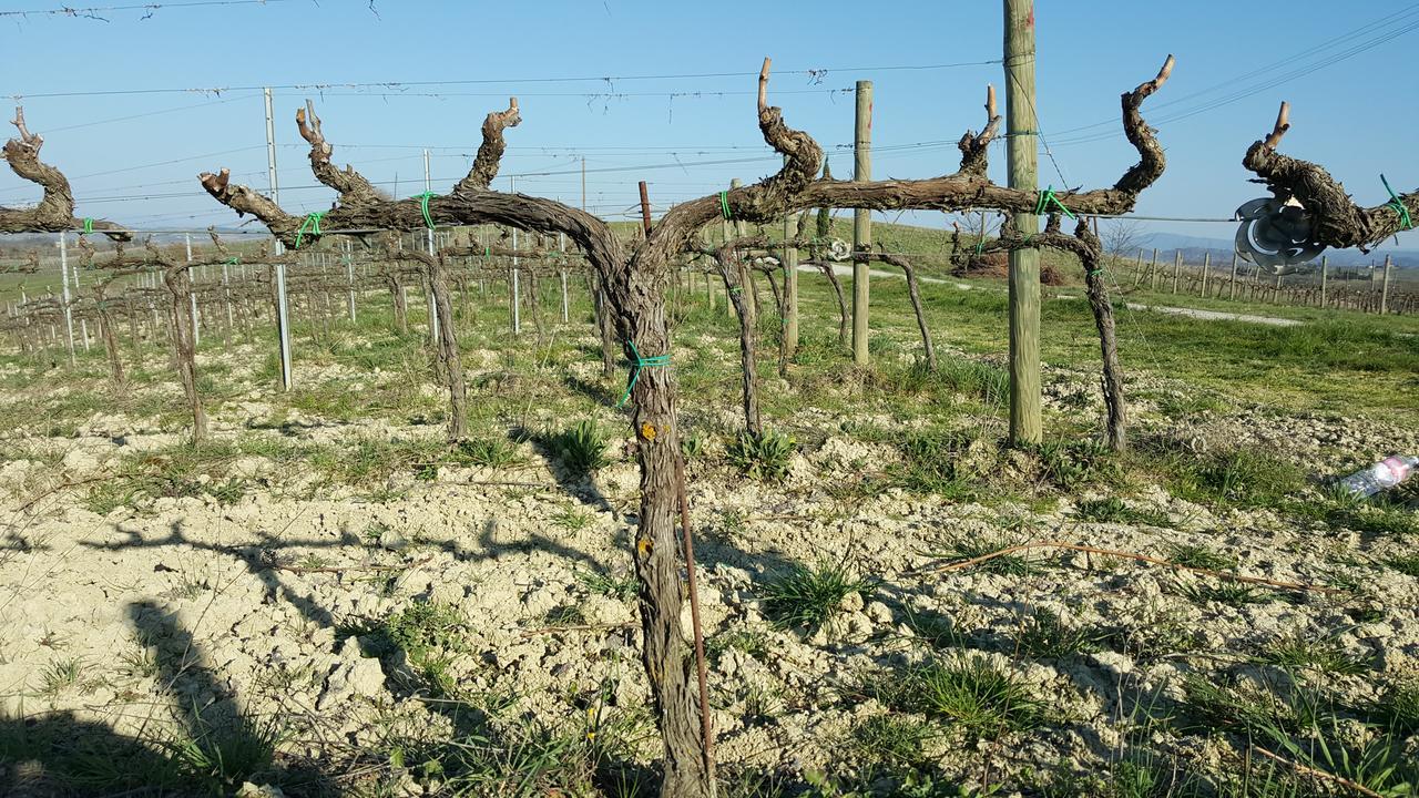 Agriturismo Podere Casa Al Vento Montepulciano Stazione Kültér fotó